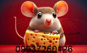 دعای بیرون رفتن موش از خانه